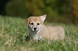 CORGI PEMBROKE 1064